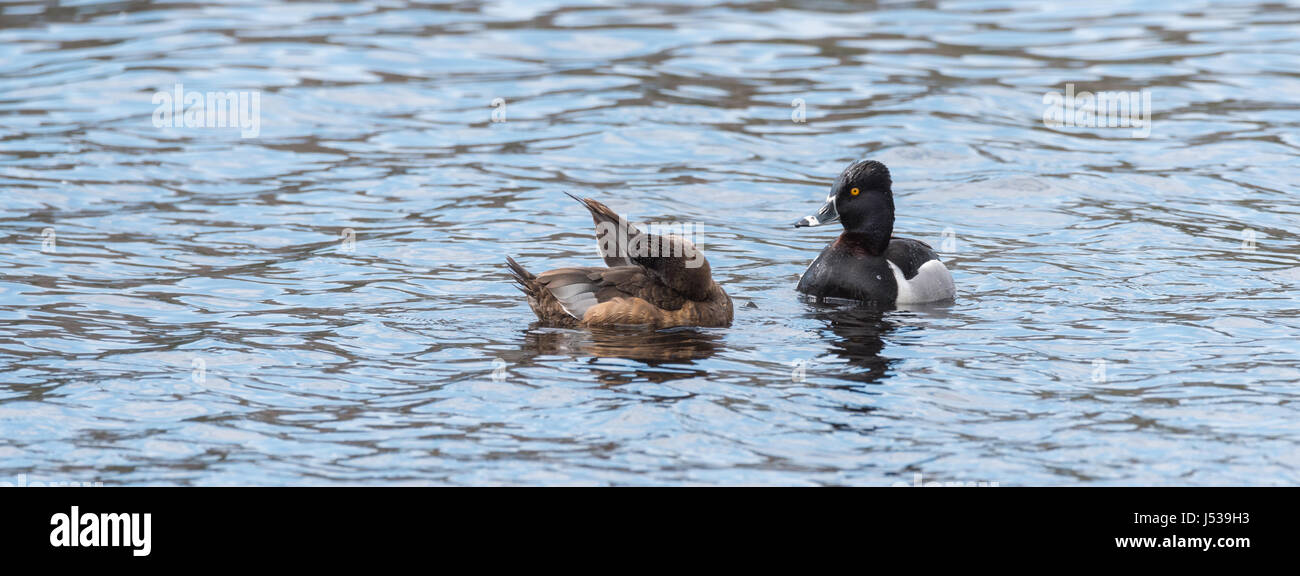 Ring – Necked Enten.   Paarung Paare kämpfen um die besten Gene während ihres kurzen Aufenthalts an einem See im nordöstlichen Kanada. Stockfoto