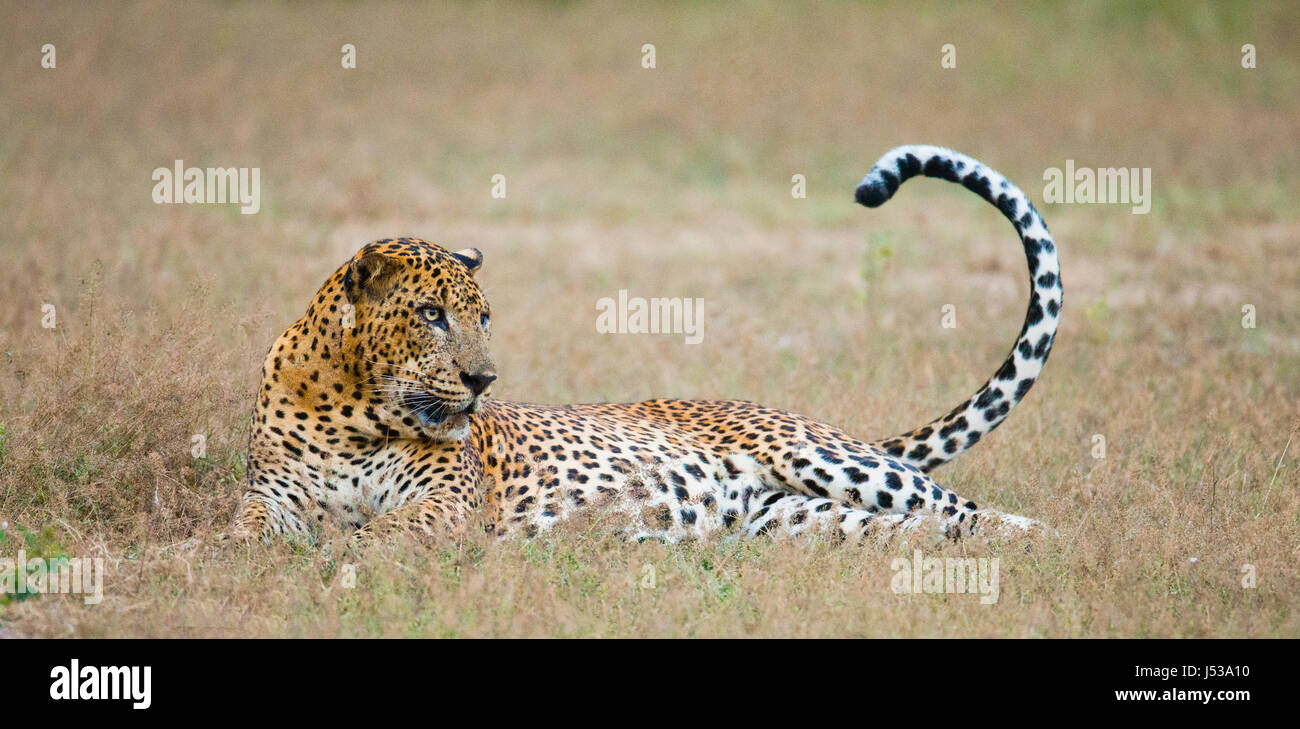 Leopard, der auf dem Gras liegt. Sri Lanka. Stockfoto