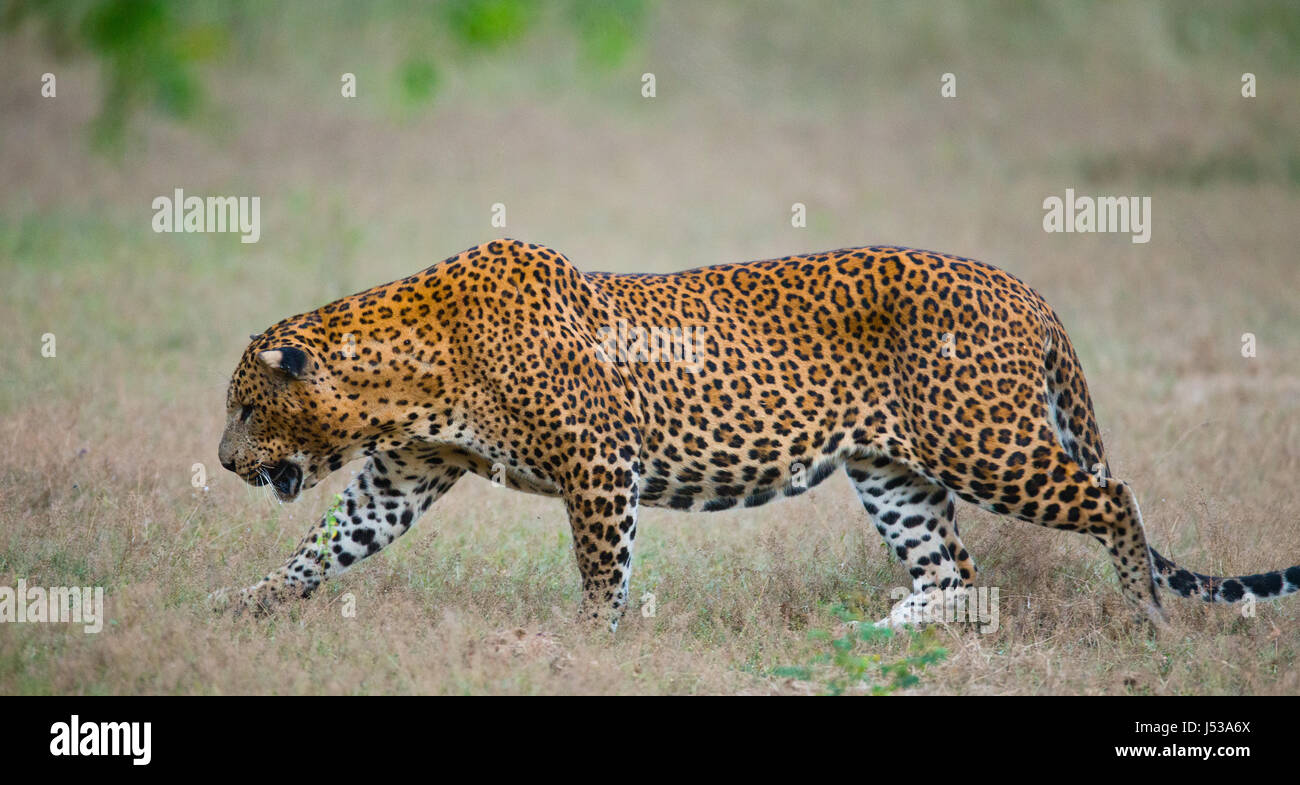 Leopard geht auf dem Gras. Sri Lanka. Stockfoto