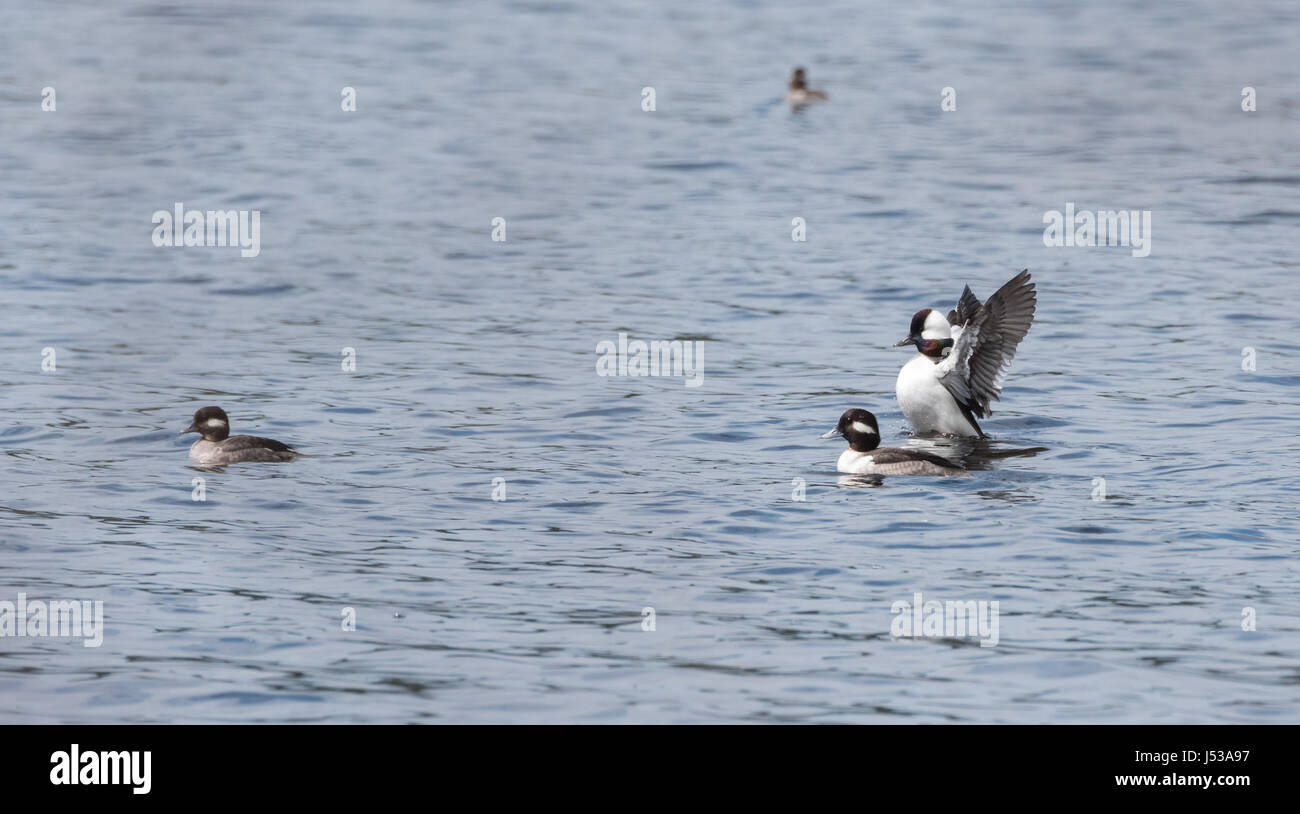 Bufflehead Enten (Bucephala Albeola).  Paarung Paare, mit Flügeln, konkurrieren um die besten Gene während ihres kurzen Aufenthalts an einem See im Norden Kanadas. Stockfoto