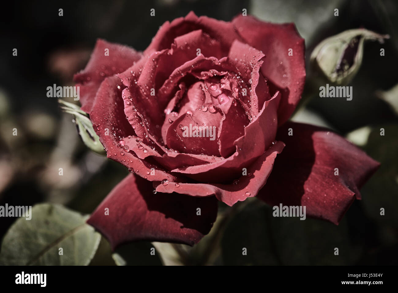 Bunte Rose mit saftigen Regentropfen drauf Stockfoto