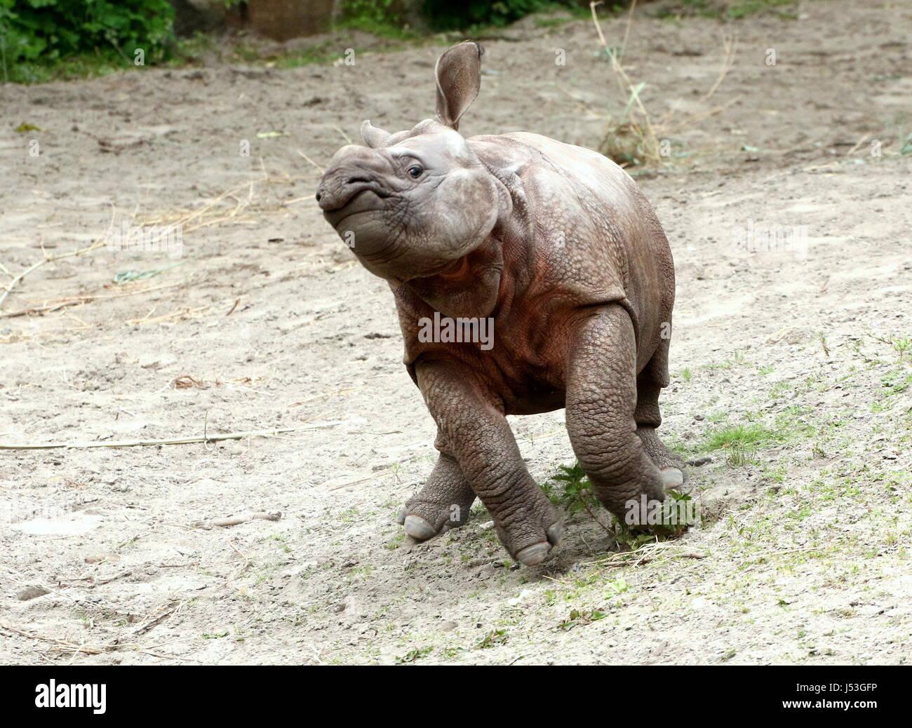 Ungestüme schnell laufenden Baby größer eins-gehörnte Panzernashorn (Rhinoceros Unicornis), hier nur 10 Wochen alt. Stockfoto