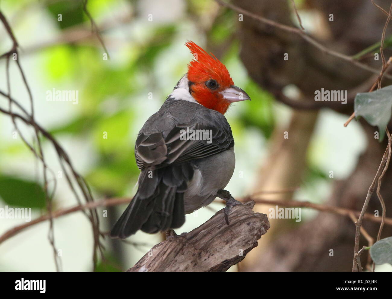 South American Red crested Kardinal (Paroaria Coronata), gefunden in Argentinien, Bolivien, Paraguay, Uruguay, Brasilien Rio Grande do Sul und das Pantanal. Stockfoto