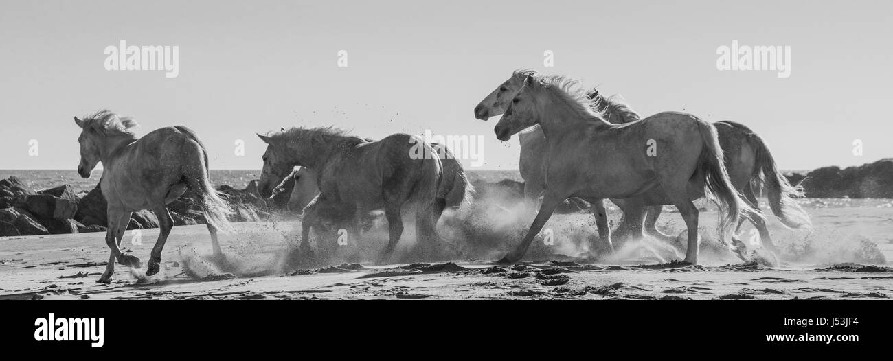Weißen Camargue-Pferde im Galopp auf dem Sand. Parc Regional de Camargue. Frankreich. Der Provence. Eine gute illustration Stockfoto
