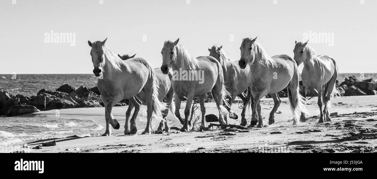 Weißen Camargue-Pferde an den Strand entlang zu galoppieren. Parc Regional de Camargue. Frankreich. Der Provence. Eine gute illustration Stockfoto