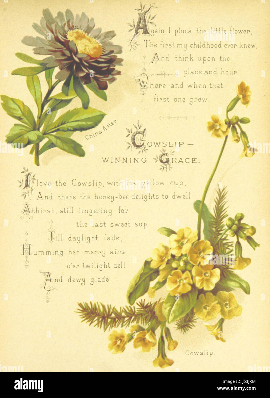 Die künstlerische Sprache der Blumen. [Mit Abbildungen.] Stockfoto