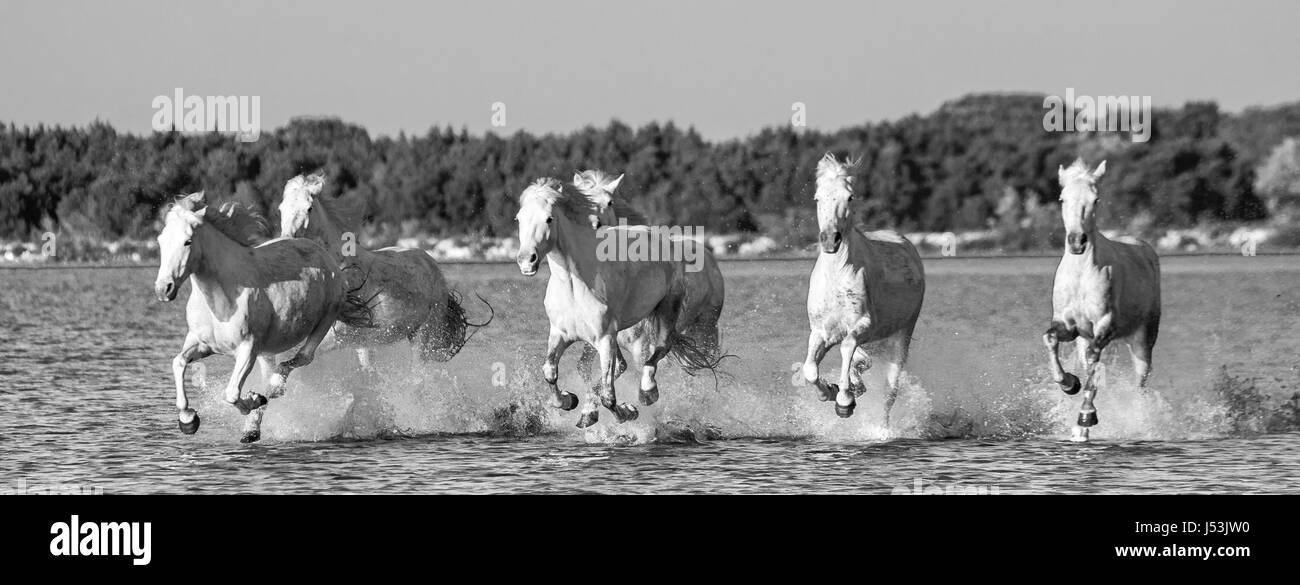 Weißen Camargue-Pferde laufen in die Sümpfe Naturschutzgebiet. Parc Regional de Camargue. Frankreich. Der Provence. Eine gute illustration Stockfoto