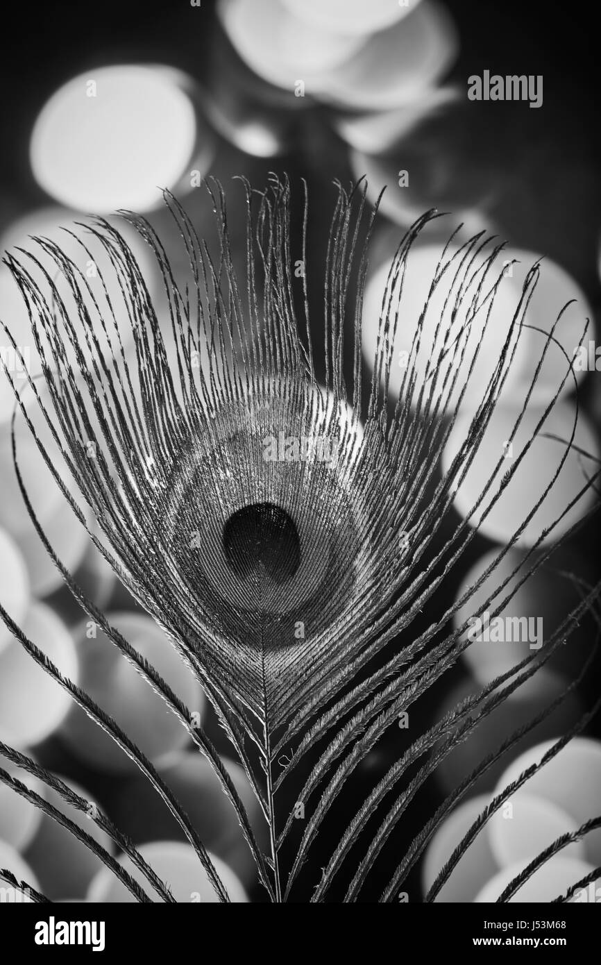 Pfauenfeder mit einem farbigen Hintergrund-Makro Stockfoto
