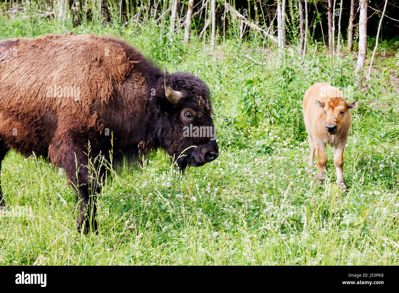 Arkansas Maynard, Büffel, Tier, Säugetier, Rinder, Bisons, Rinder, zottelig, brauner Mantel, Pflanzenfresser, Kalb, geschützter Status, Symbol, Graze, AR080601037 Stockfoto