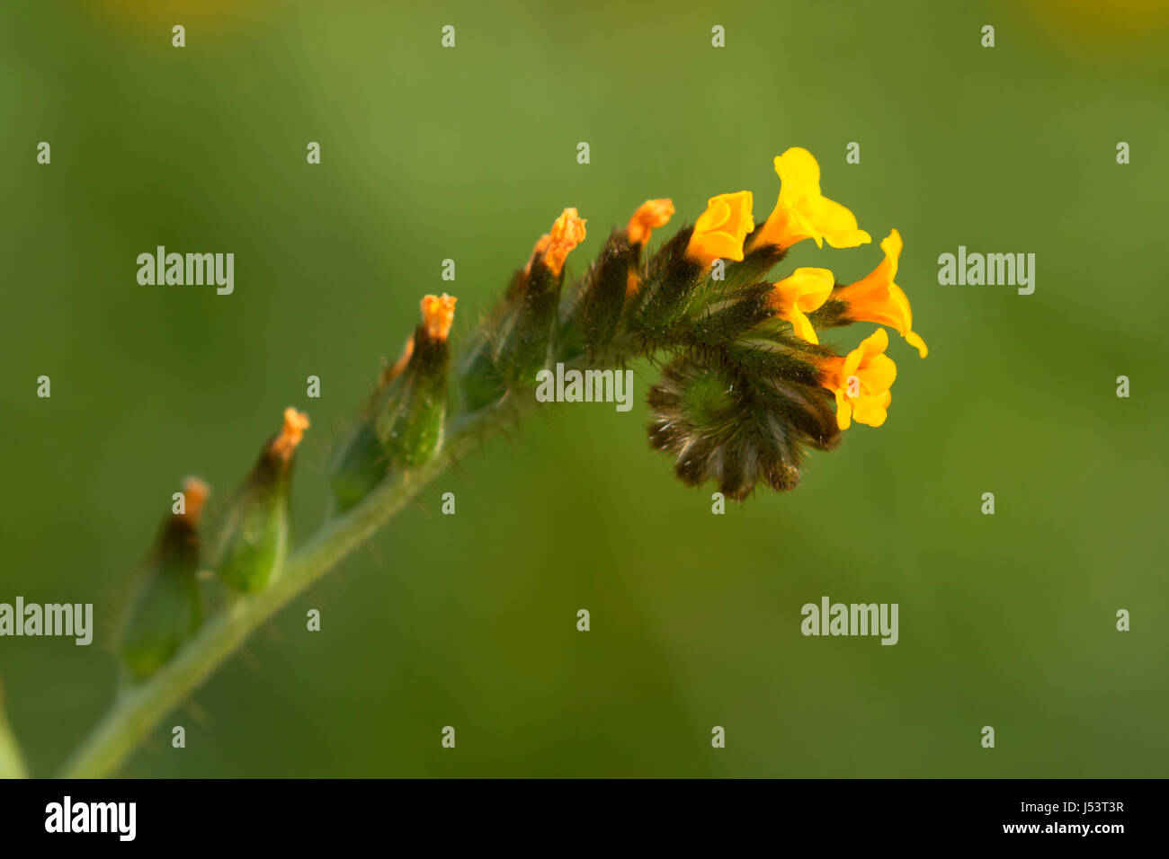 Fiddleneck, Wind Wölfe zu bewahren, Kalifornien Stockfoto