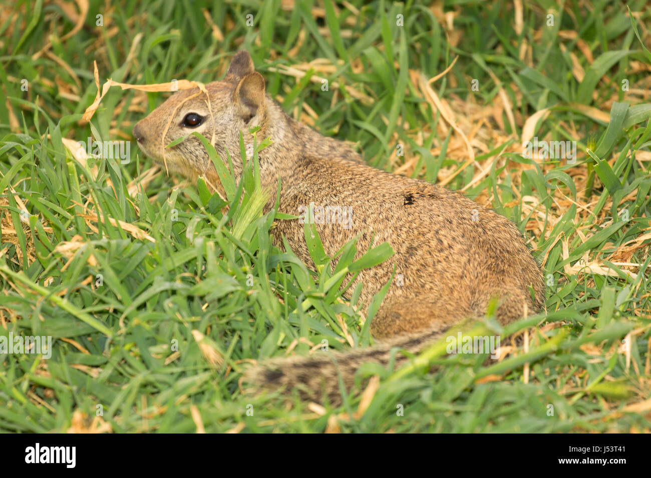 Ziesel, San Joaquin River National Wildlife Refuge, California Stockfoto