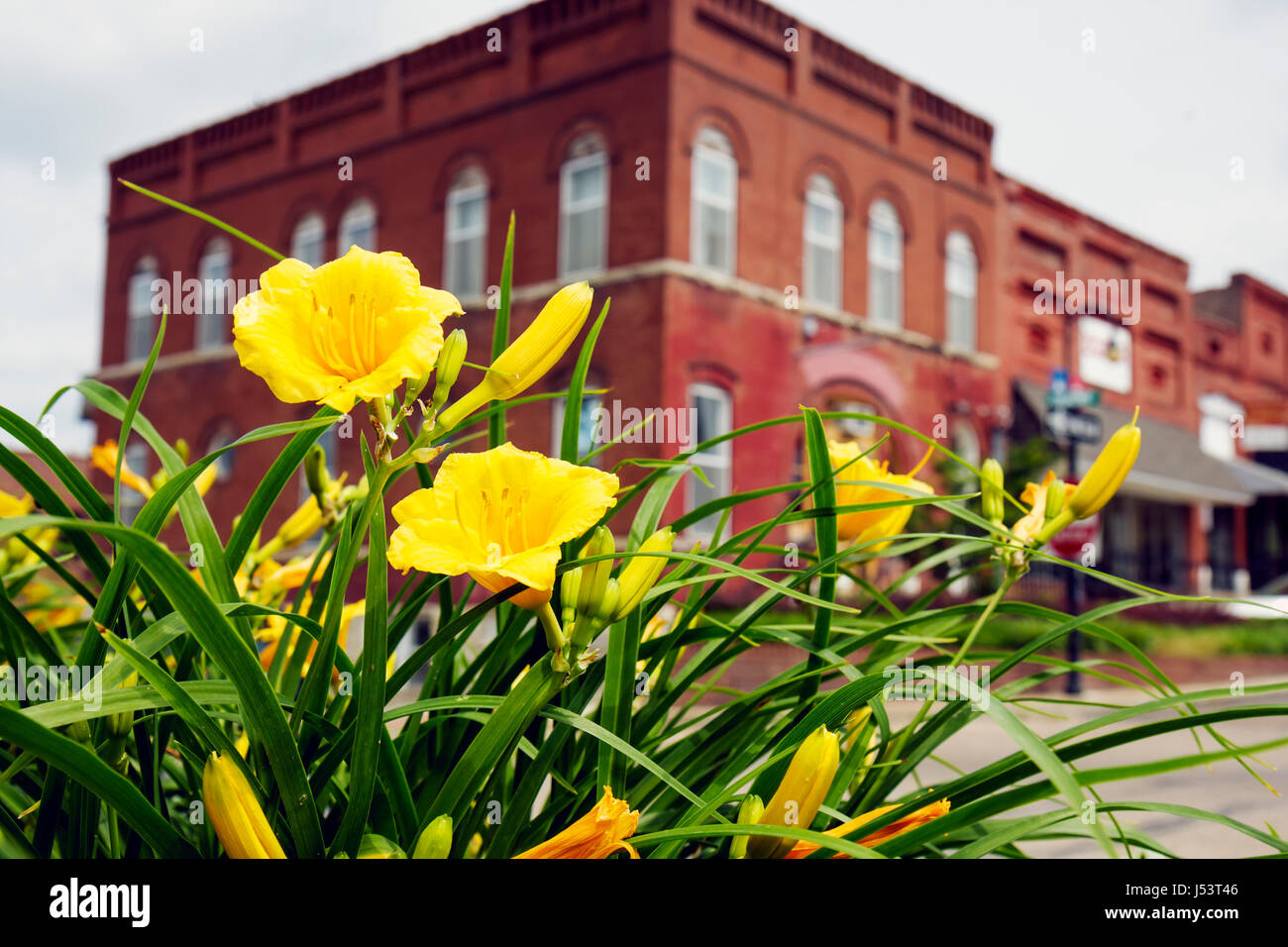 Arkansas Randolph County, Pocahontas, Old Historic Courthouse Square, roter Backstein, Gebäude, Pflanzer, Blume, Blume, Blume, Blüte, gelb, Vordergrund, Stella d' Stockfoto