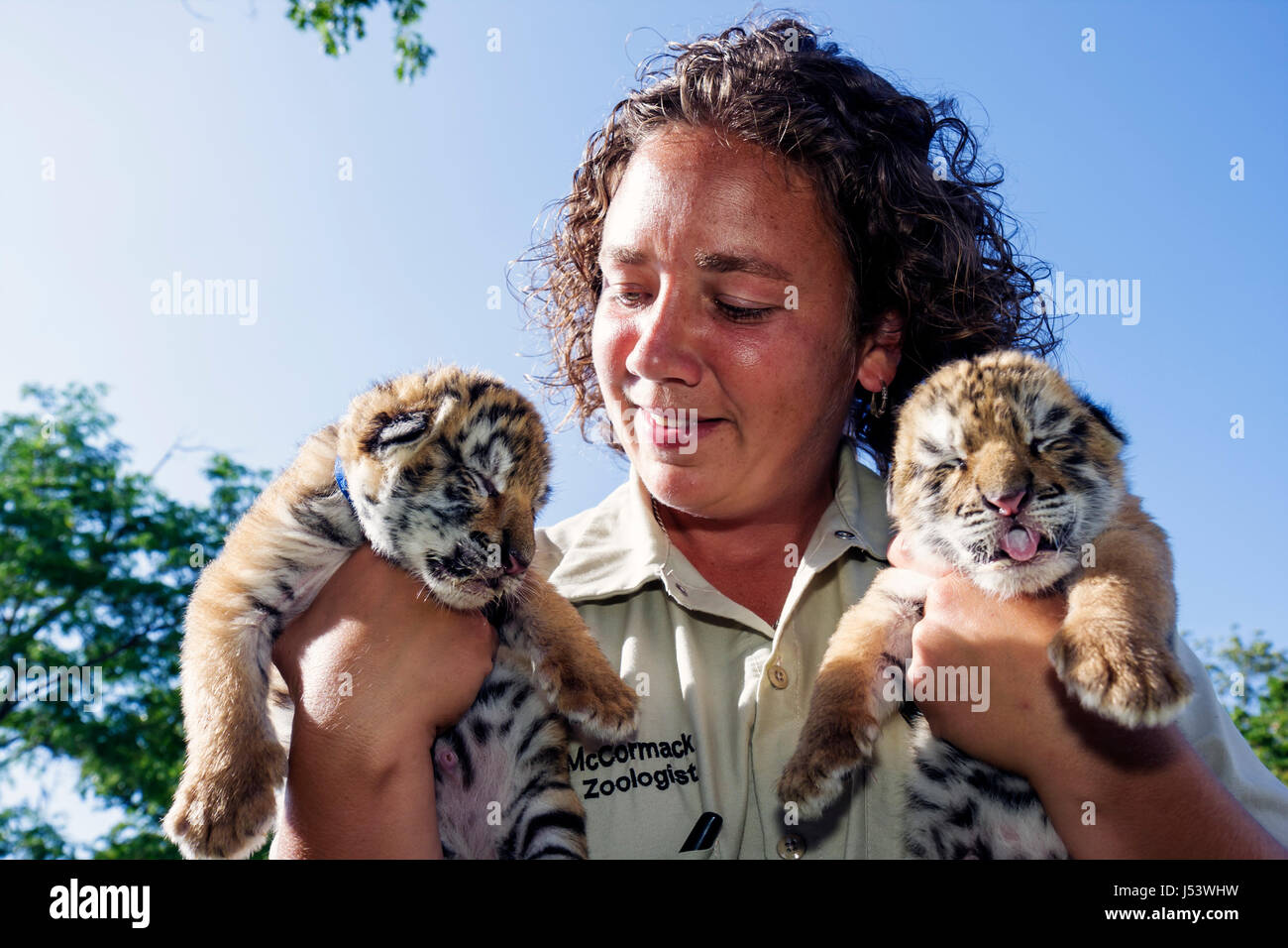Eureka Springs Arkansas, Ozark Mountains, Turpentine Creek Wildlife Refuge, Rettung exotischer Wildkatzen, Tigerküken, geschlossene Augen, weibliche Frauen, Mitarbeiterzoo Stockfoto