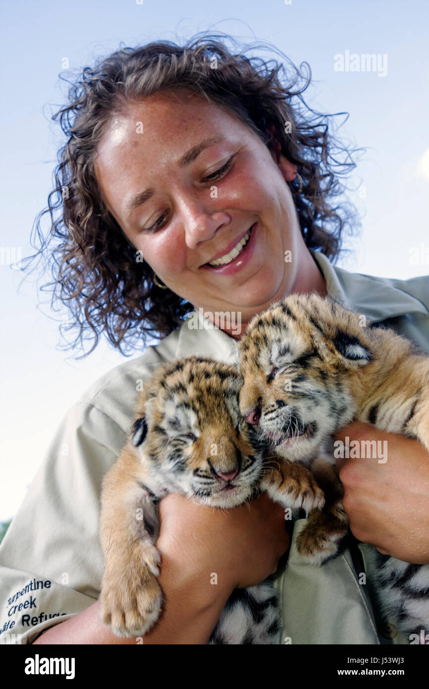 Eureka Springs Arkansas, Ozark Mountains, Turpentine Creek Wildlife Refuge, Rettung exotischer Wildkatzen, Tigerküken, geschlossene Augen, weibliche Frauen, Mitarbeiterzoo Stockfoto