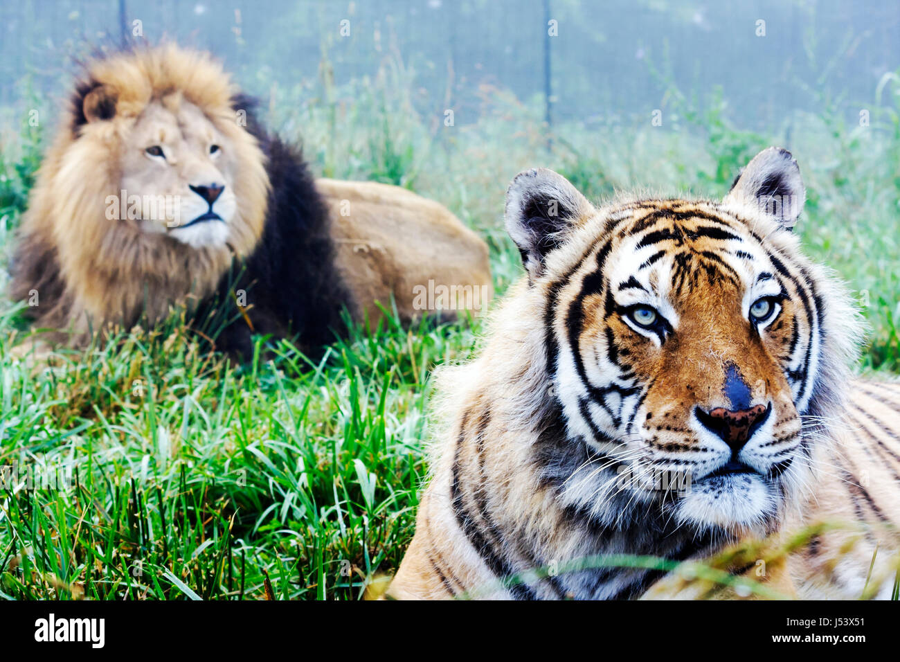 Eureka Springs Arkansas, Ozark Mountains, Turpentine Creek Wildlife Refuge, Rettung exotischer Wildkatzen, Käfig mit offenem Lebensraum, Bengaltiger, Löwe, AR080610114 Stockfoto