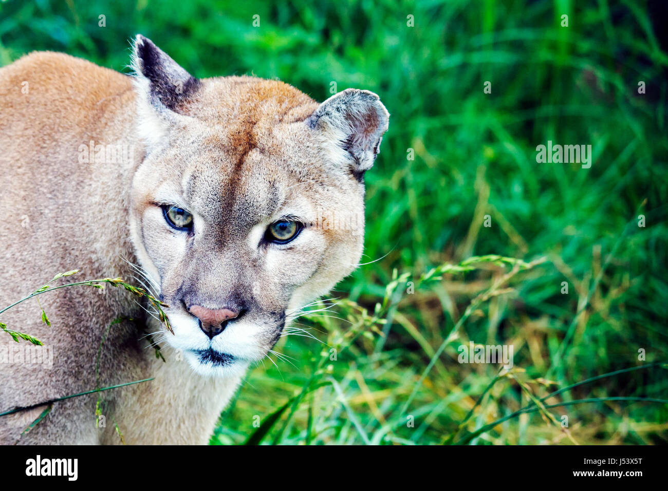 Eureka Springs Arkansas, Ozark Mountains, Turpentine Creek Wildlife Refuge, Rettung exotischer Wildkatzen, Käfig mit offenem Lebensraum, Puma, Panther, AR080610121 Stockfoto