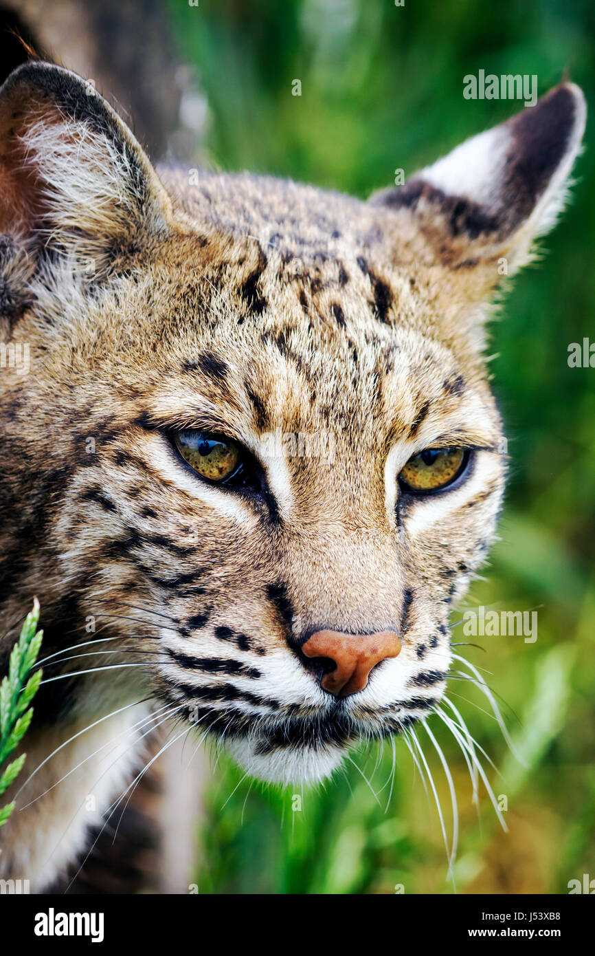 Eureka Springs Arkansas, Ozark Mountains, Turpentine Creek Wildlife Refuge, Rettung exotischer Wildkatzen, Käfig mit offenem Lebensraum, Luchs, AR080610139 Stockfoto