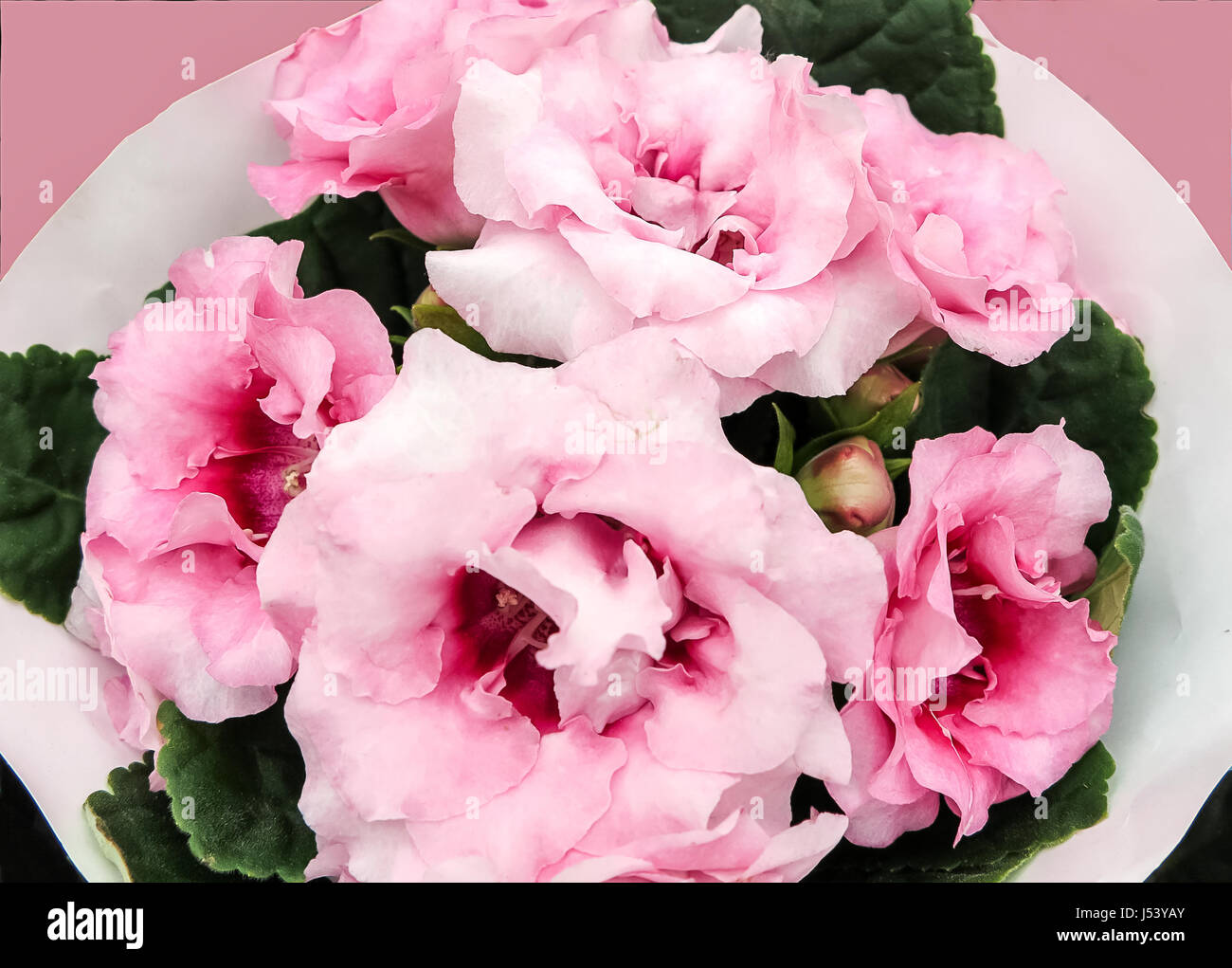 Anstand Pflanze, rosa brasilianische Gloxinia Sonate (Sinningia Speciosa) Stockfoto