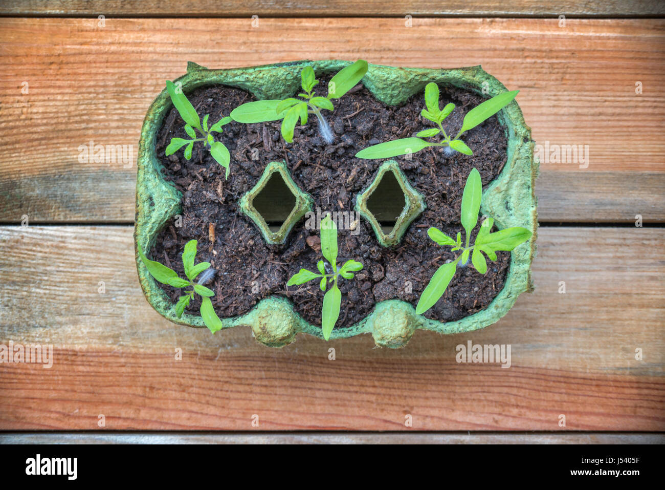 Draufsicht der Tomaten Setzlinge in recycelten Eierkarton, hausgemacht und Gartenarbeit Konzept Stockfoto