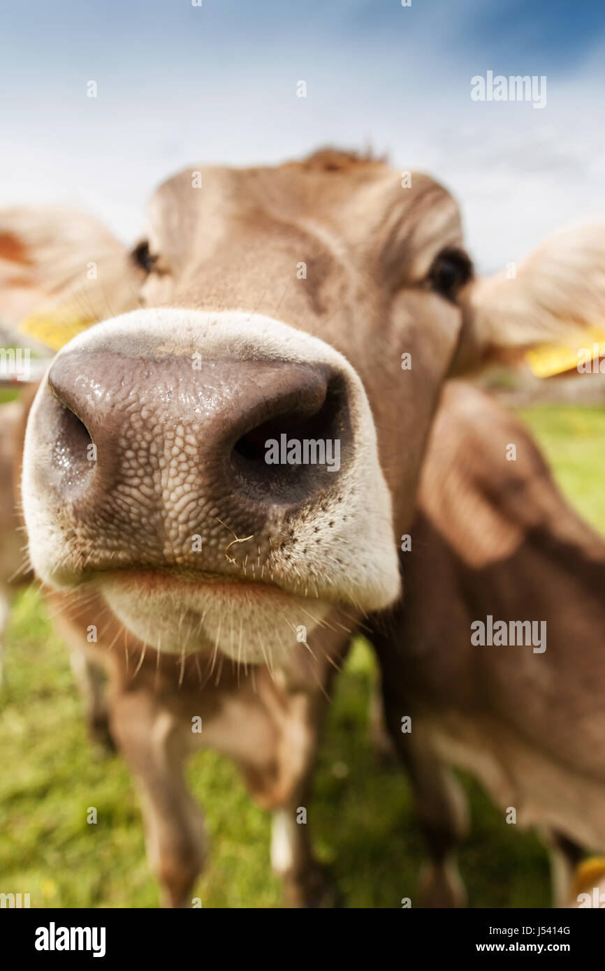 lustige Nase einer neugierigen Kuh auf der grünen Wiese Stockfoto