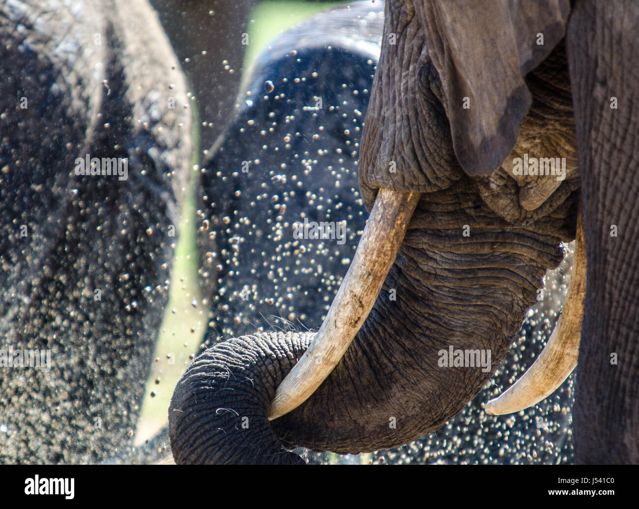 Elefanten im Tusk Stockfoto