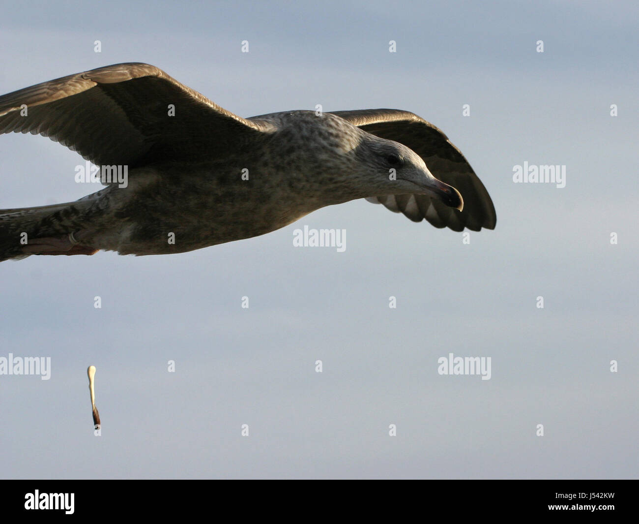 Flug Vogel Vögel Flügel Möwe Schnabel Tierwelt Wasservögel Wasservogel schwingen Stockfoto