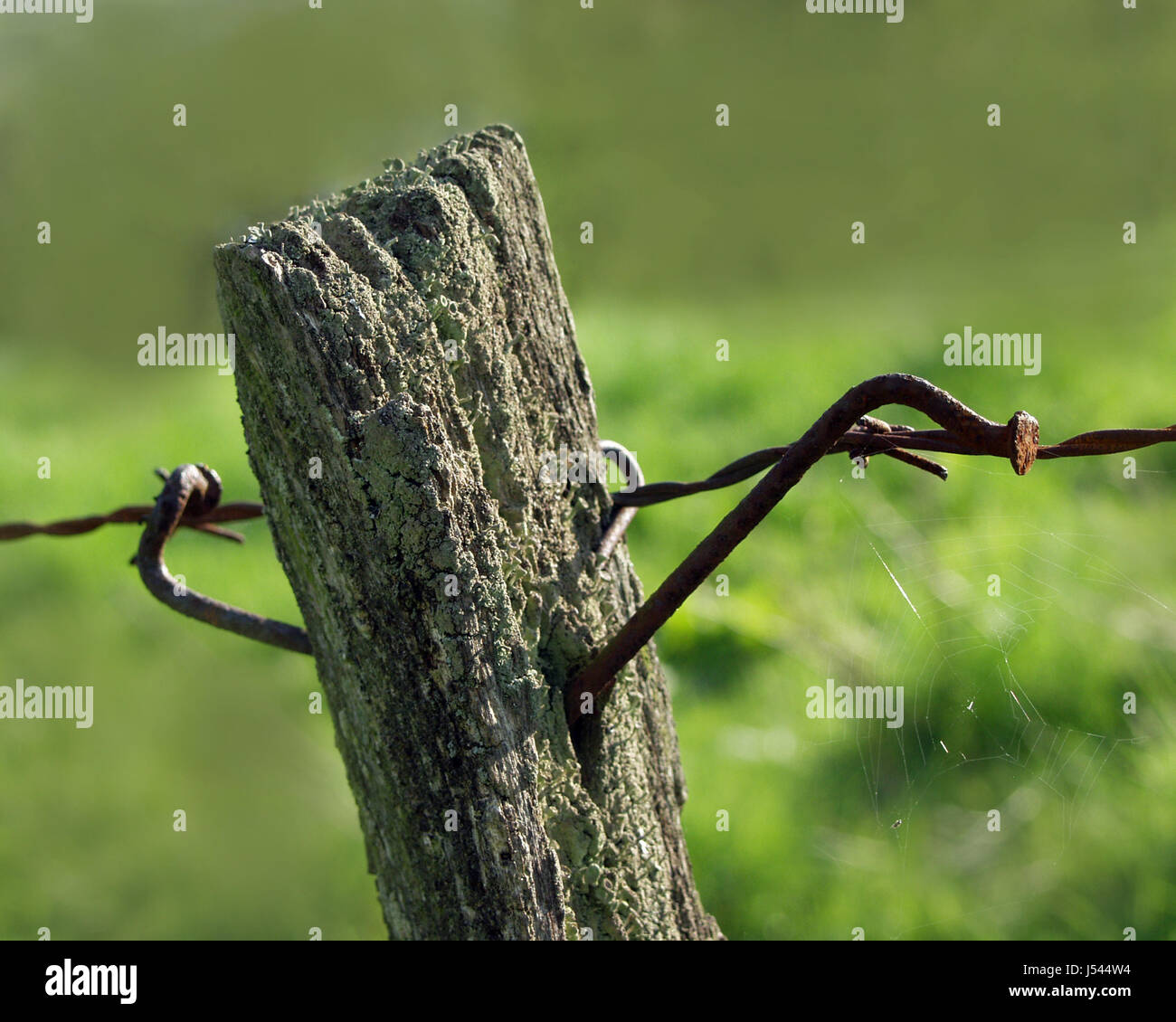 Skew Rost rostigen Nagel krumm verzogene buckligen Bucklige verneigte Bent gebogen Stockfoto