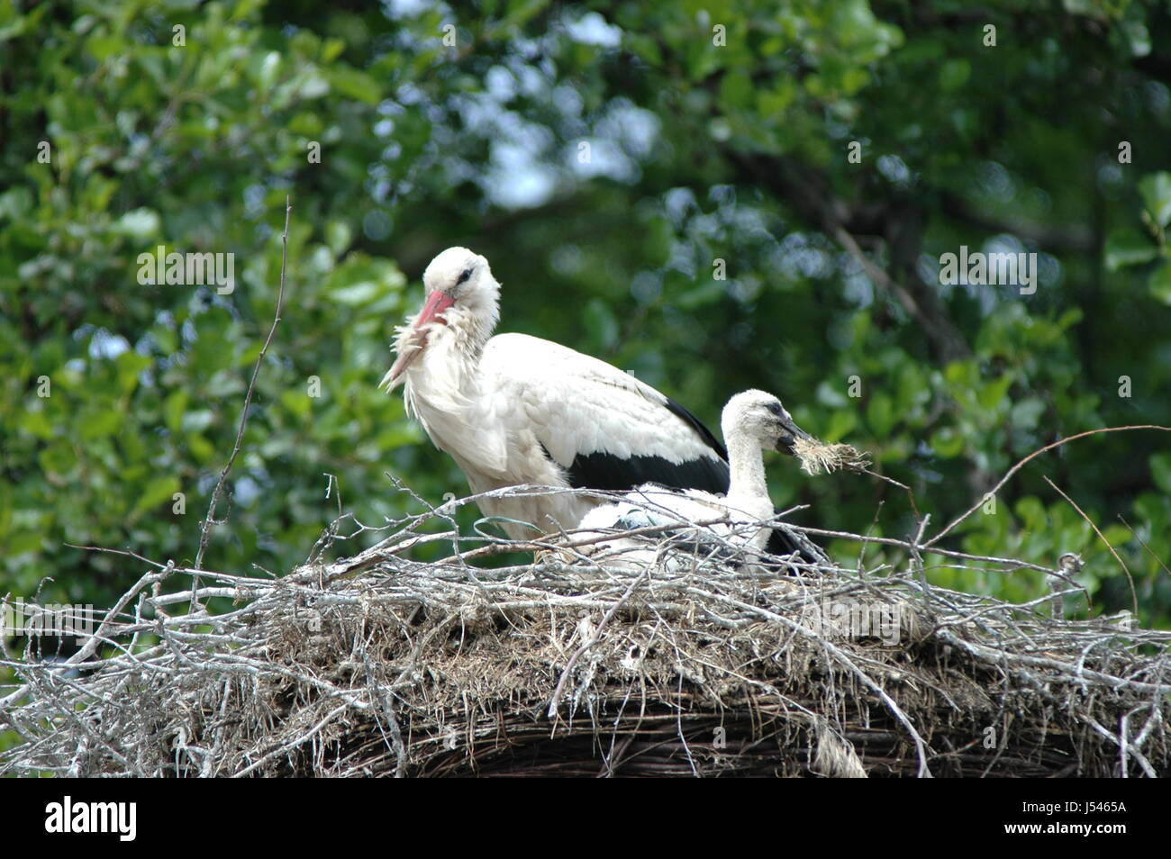 Familie Storch Stockfoto