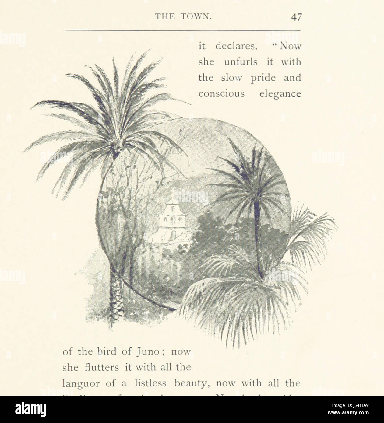 Florida-Tage... Illustriert von Louis K. Harlow Stockfoto
