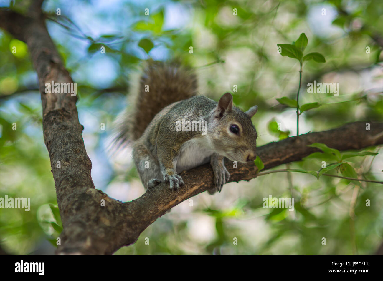 Eichhörnchen-close-up in der Stadt Stockfoto