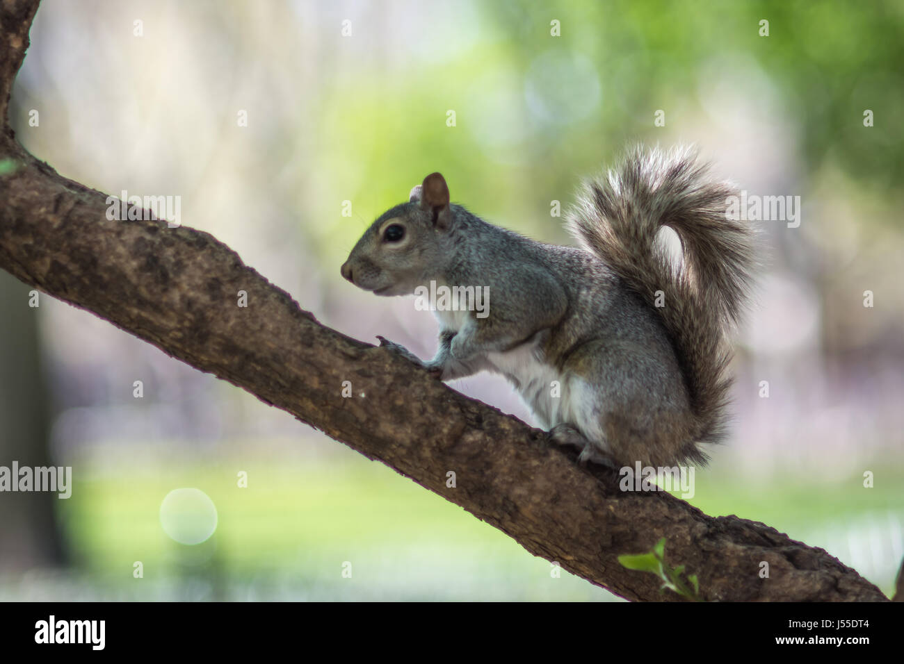 Eichhörnchen-close-up in der Stadt Stockfoto