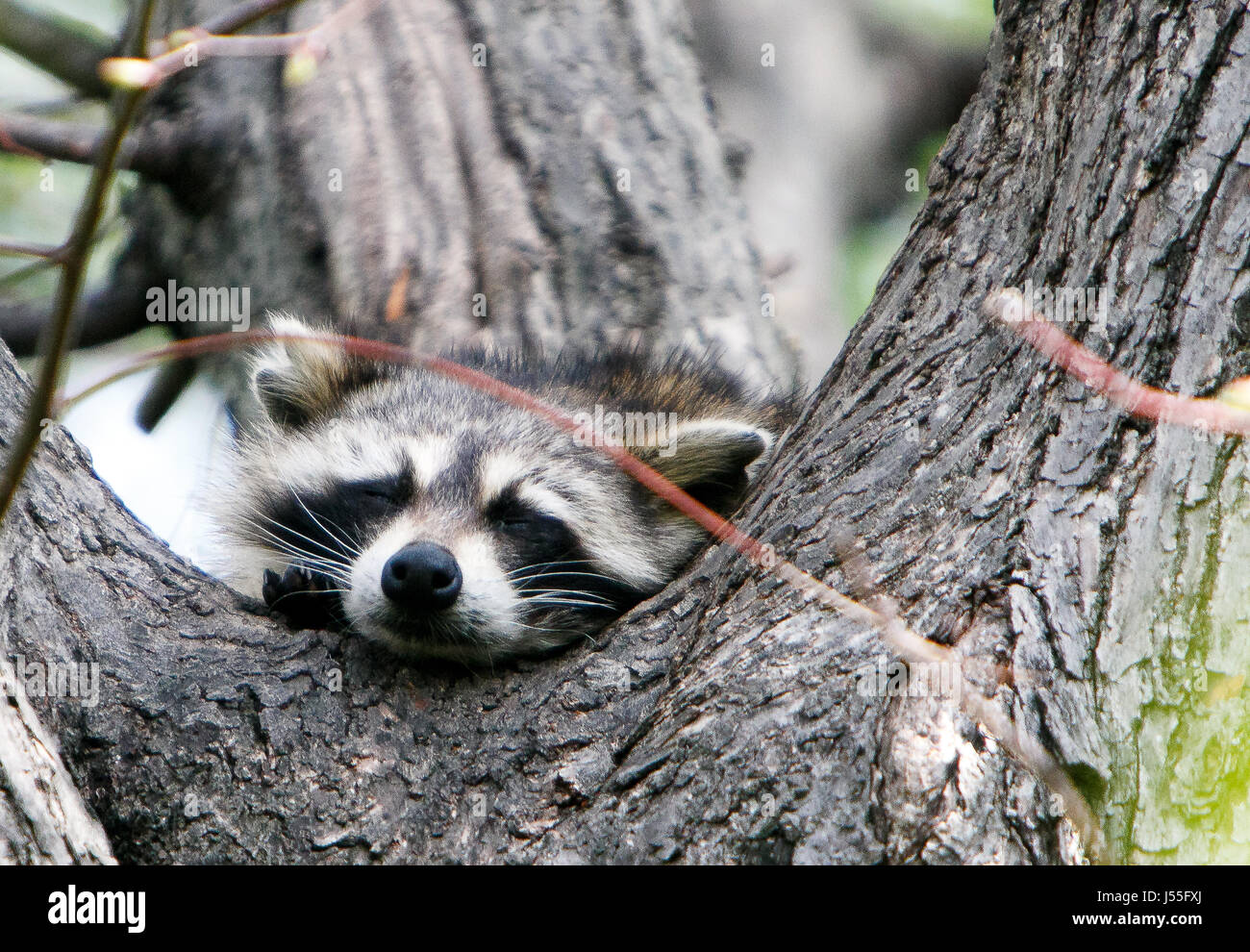 Waschbär ruht auf einem Sockel von einer Baum-Stamm-Gabel. Stockfoto