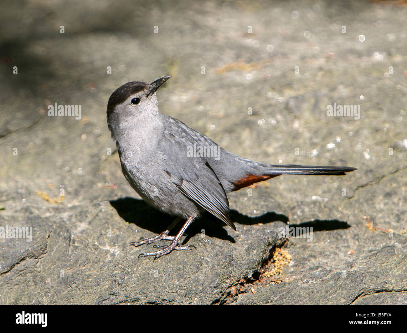 Graues Catbird auf dem Boden mit seinem Kopf drehte. Stockfoto
