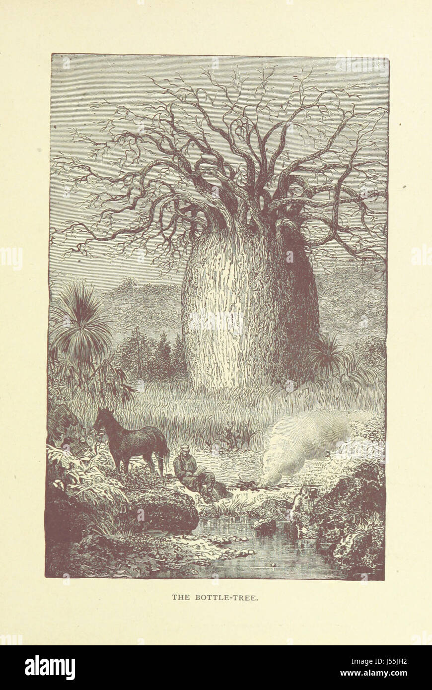 Dieses Buch bietet eine umfassende, illustrierte Reise durch Australien, die die vielfältige Geographie, Tierwelt und Kultur des Landes beleuchtet und die Naturwunder und das indigene Erbe betont. Stockfoto