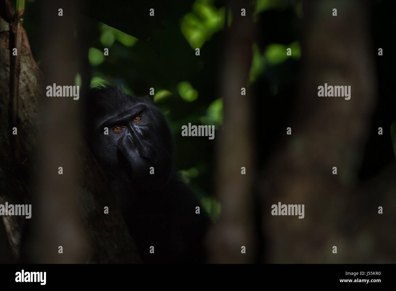 Im Tangkoko Batuangus Nature Reserve in Nord-Sulawesi, Indonesien, wird ein schwarzer Makak mit Haubenmoos aus Sulawesi hinter einem Baum fotografiert. Stockfoto