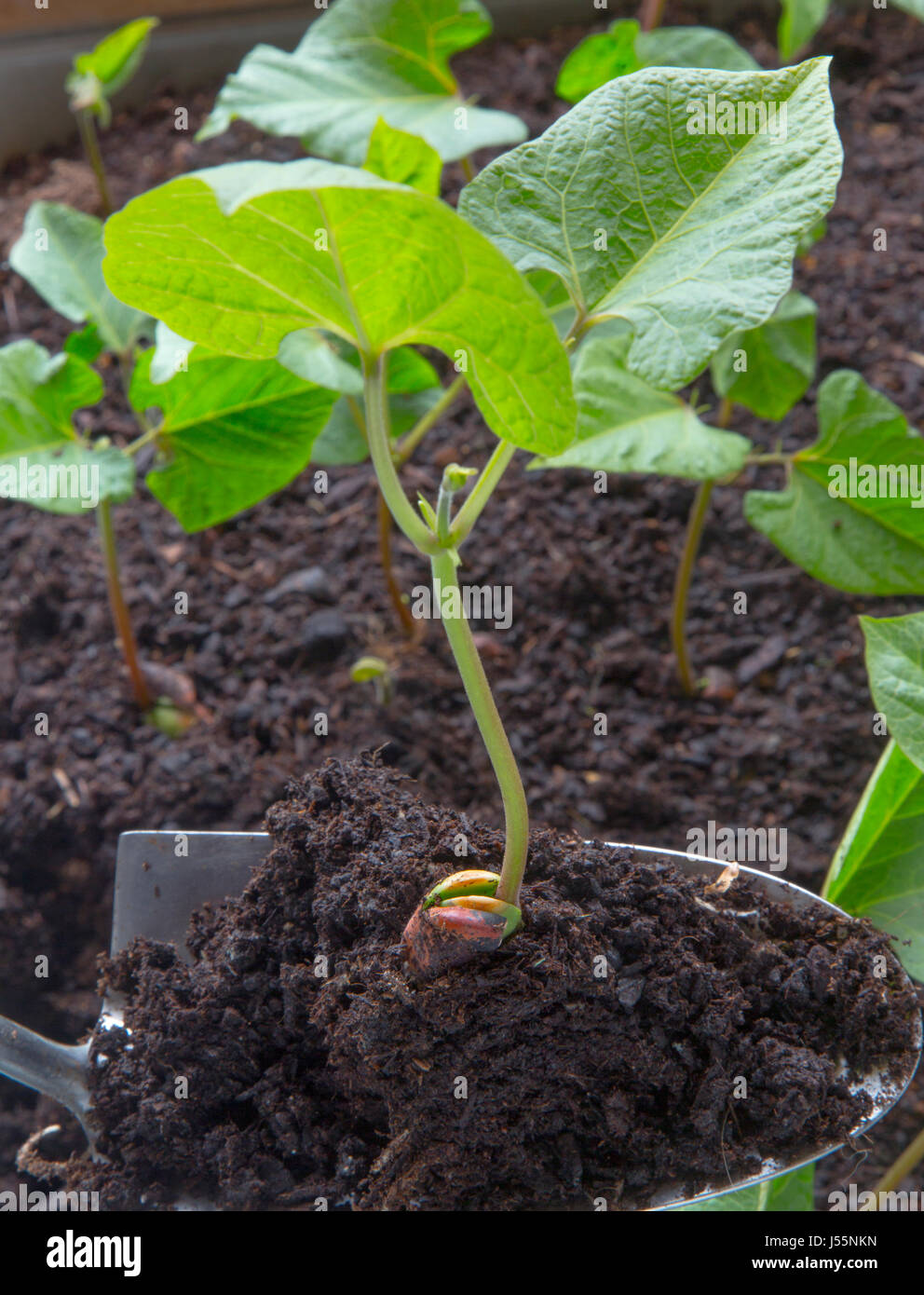 Runner Bean Pflanzen bereit für Norfolk Juni auspflanzen Stockfoto