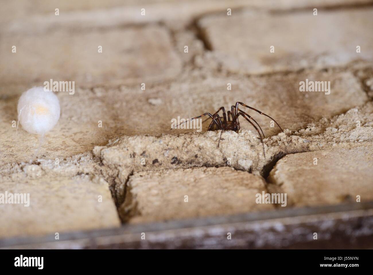 Spinne, Tegenaria Domestica, mit Ei Sack auf unterirdischen gemauerten Schacht, Wales, UK Stockfoto