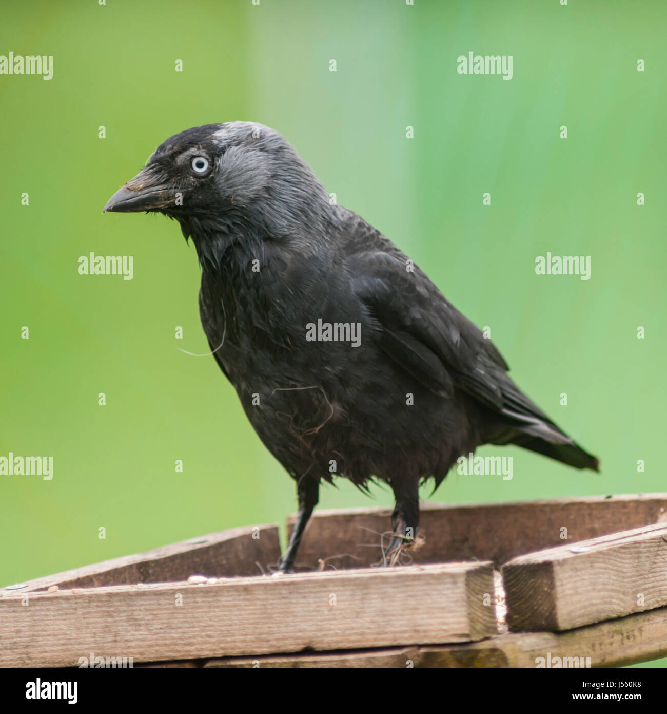 Eine Dohle (Corvus Monedula) im Vereinigten Königreich Stockfoto