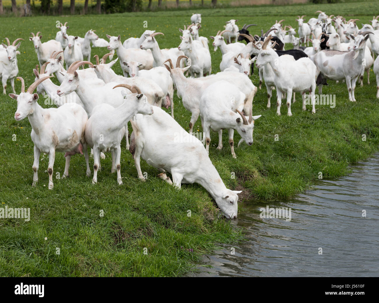 Gruppe von weißen Ziegen im niederländischen grünen Wiese in den Niederlanden-Drink in der Nähe von Breukelen und Utrecht Wasser vom Kanal Stockfoto