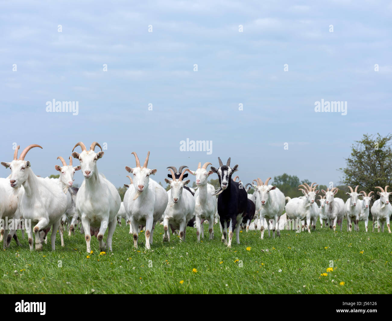 Gruppe von weißen Ziegen im niederländischen grünen Wiese in den Niederlanden in der Nähe von Breukelen und utrecht Stockfoto