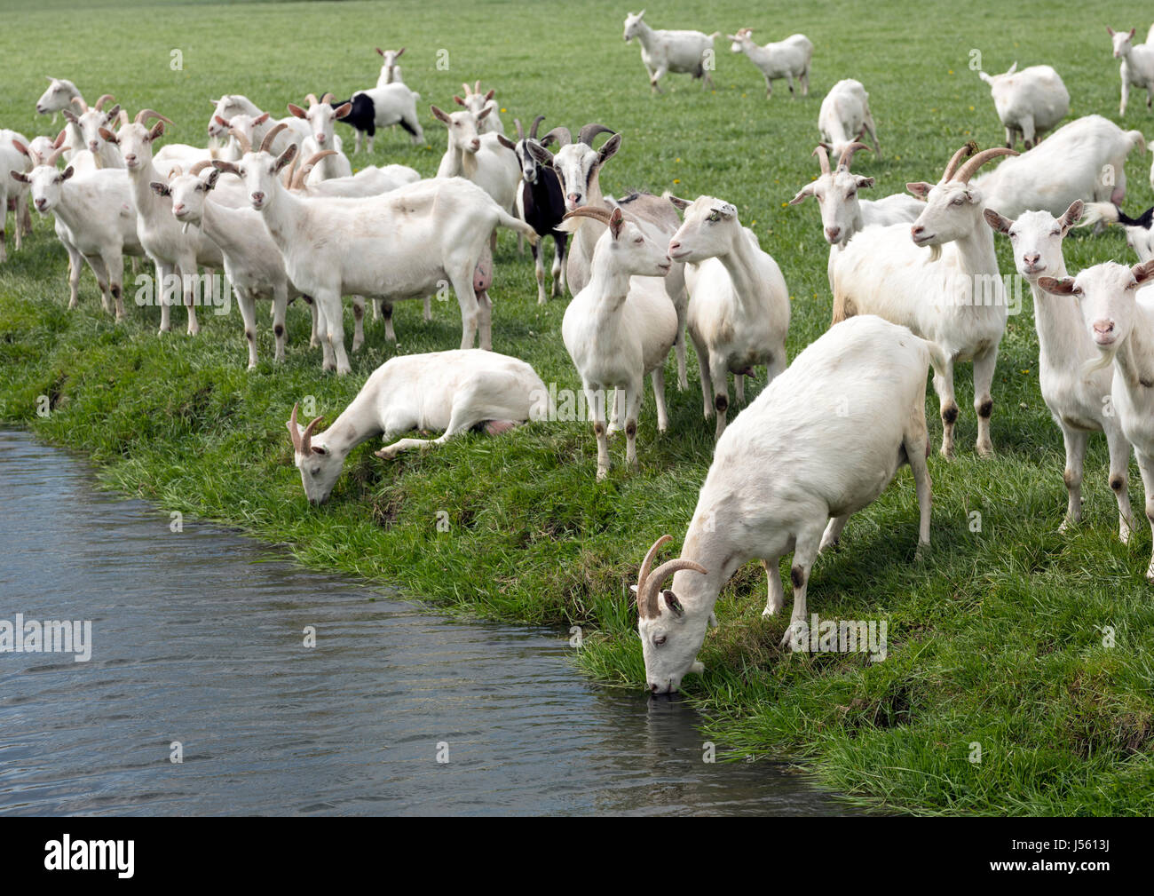 Gruppe von weißen Ziegen im niederländischen grünen Wiese in den Niederlanden Trinkwasser vom Kanal in der Nähe von Breukelen und utrecht Stockfoto
