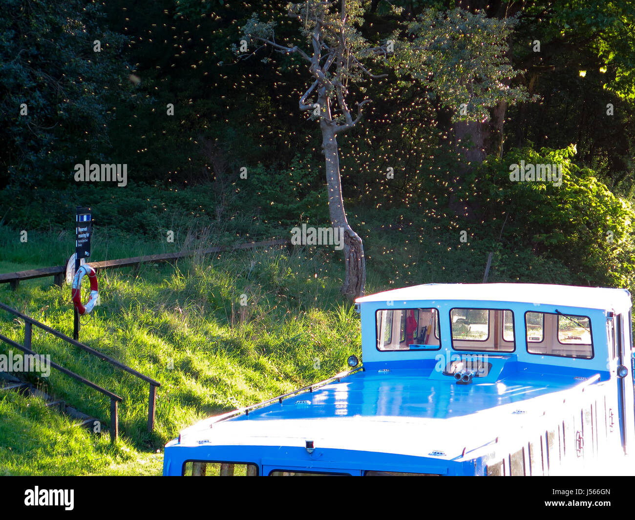 Kirkintilloch, UK. 16. Mai 2017. Warmen feuchtes Wetter hat zu einer Explosion in der schottischen Mücke Bevölkerung geführt. Bildnachweis: ALAN OLIVER/Alamy Live-Nachrichten Stockfoto
