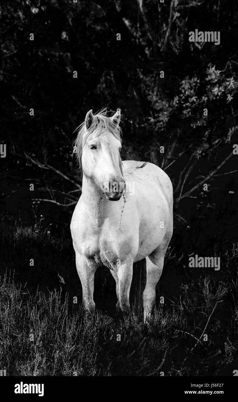 Portrait der weißen Camargue-Pferd. Parc Regional de Camargue. Frankreich. Der Provence. Eine gute illustration Stockfoto