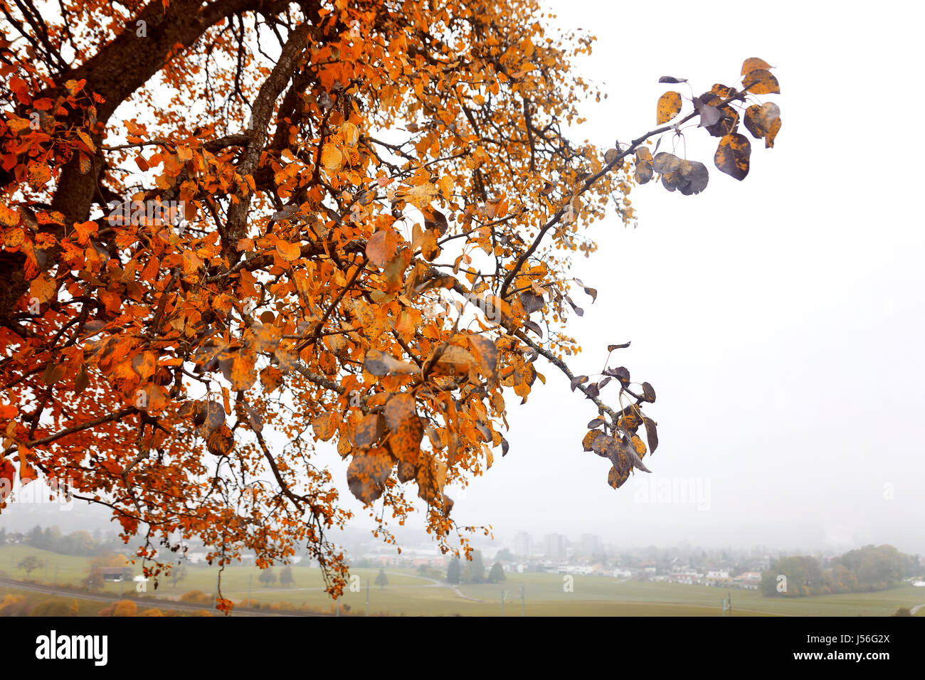 Obstbaum mit roten Blättern in den Kauz Herbstsaison Stockfoto