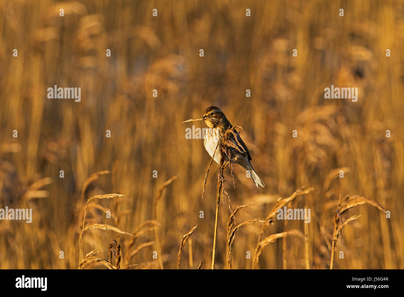 Gemeinsamen Reed bunting Emberiza Schoeniclus weibliche Fütterung auf gemeinsamen Schilf Phragmites Australis Farlington Sümpfe Hampshire und Isle Of Wight Wildlife Tr Stockfoto