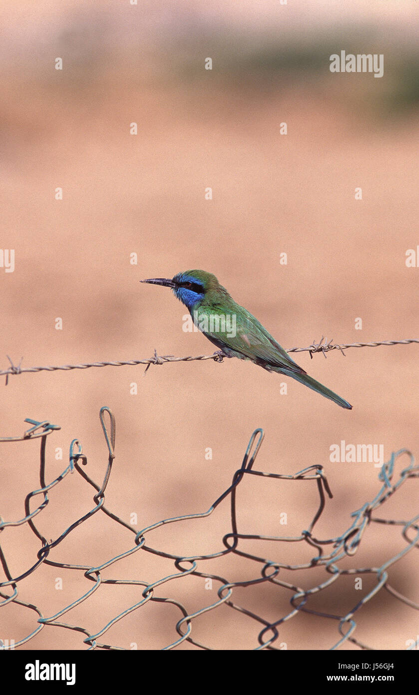 Kleine grüne Bienenfresser Merops Orientalis thront auf Zaun in der Nähe von Eilat Israel Stockfoto