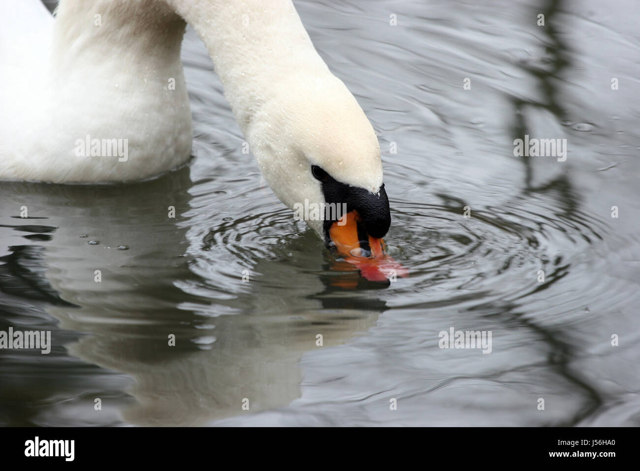 Trinken Sie, trinken, Lätzchen, Park, Vogel, Schwan, Vögel, Salzwasser, Meer, Ozean, Wasser Stockfoto