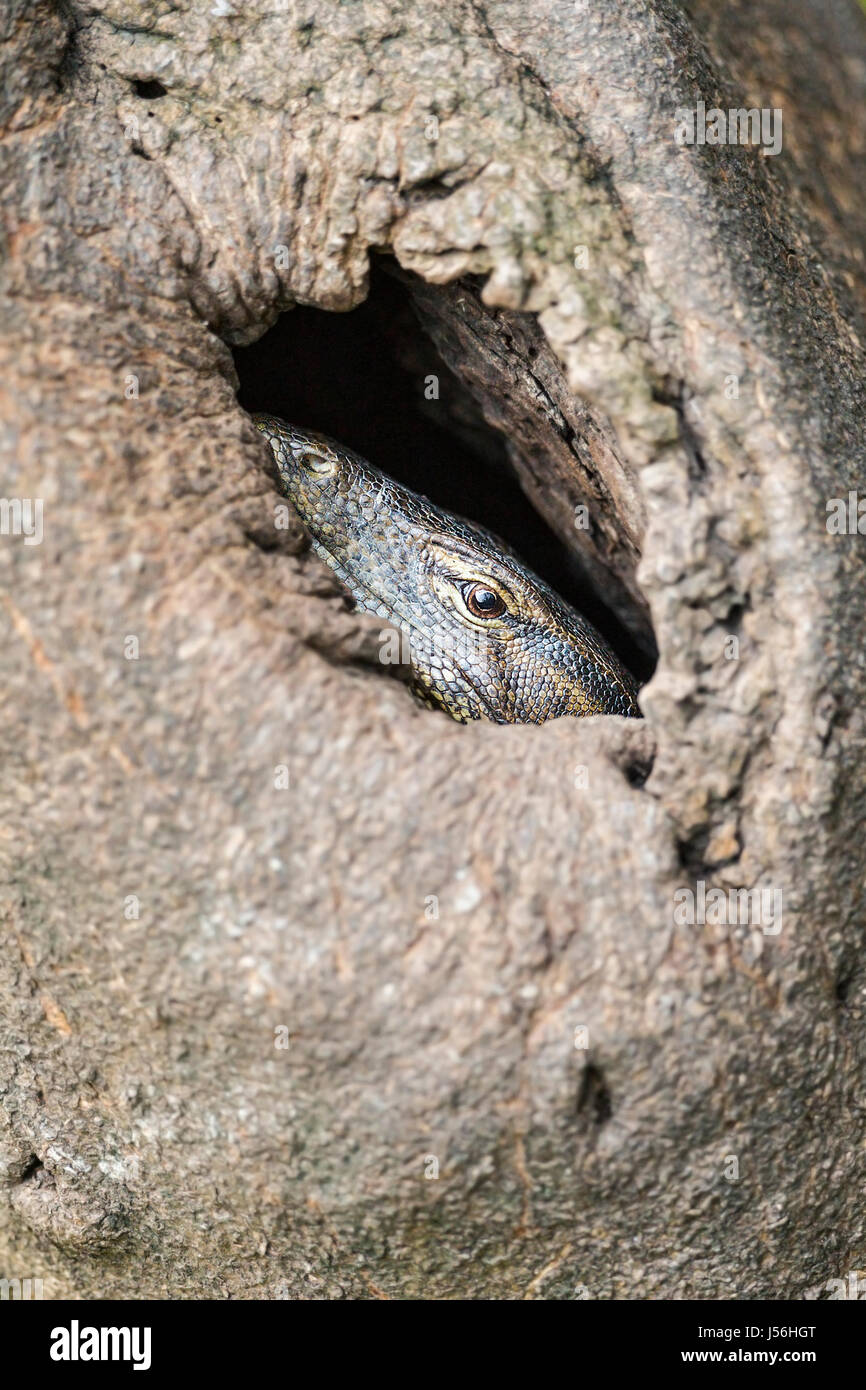Hohler Kopf Stockfotos und bilder Kaufen Alamy