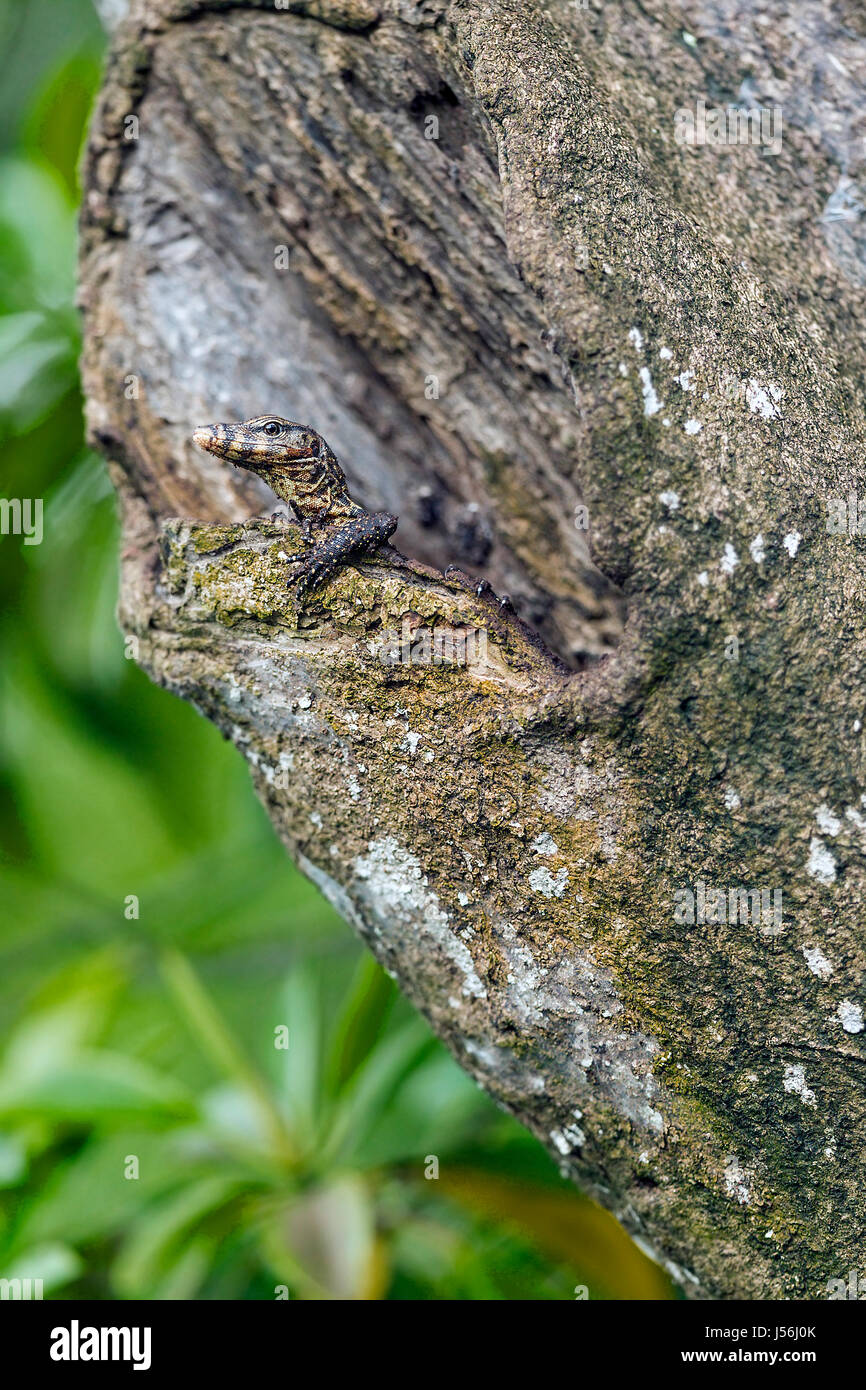 Jungtier Wasser Waran (Varanus Salvator) entstehende Nest in hohlen Baumstamm in einem Mangrovenwald, Singapur Stockfoto