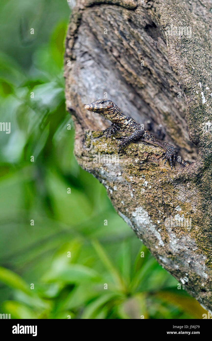 Jungtier Wasser Waran (Varanus Salvator) entstehende Nest in hohlen Baumstamm in einem Mangrovenwald, Singapur Stockfoto